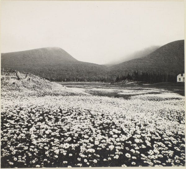 Fig. 13. Watson, Edith S. “Summer Snow (Field of Daisies.)” The Rooms Archive, LAC e010791382, Library and Archives Canada Collection, 1913.