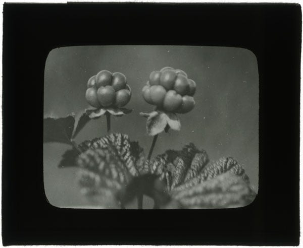 Fig. 14. Unknown. “Bakeapples.” The Rooms Archive, IGA 12–81, International Grenfell Association Photograph Collection, before 1949.