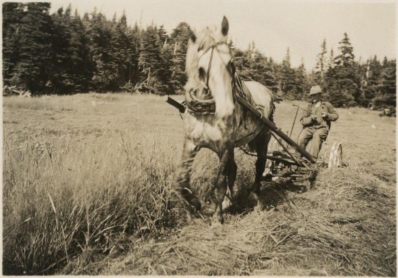 Fig. 16. Unknown. “Farmer with Horse-drawn Sickle Mower.” The Rooms Archive, VA 56–5.10, Newfoundland Rural Reconstruction Photographs, 1939–40.