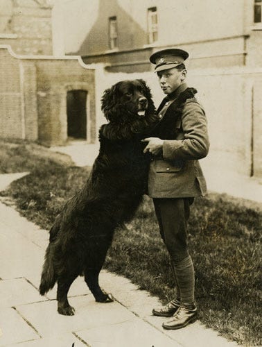 Fig. 20. Unknown. “Pte. Hazen Fraser with Sable Chief, Regimental Mascot.” The Rooms Archive, A 19–26, The Great War Photograph Collection, cs. 1917–8.