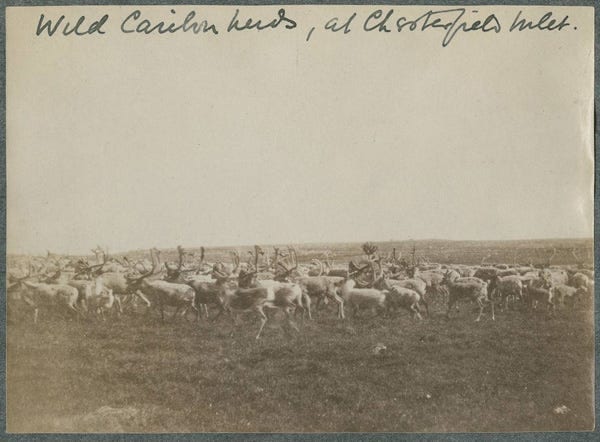 Fig. 21. Tyrrell, J.B. “Wild Caribou Herds at Chesterfield Inlet.” The Rooms Archive, VA 118–116.1, International Grenfell Association Photograph Collection,…