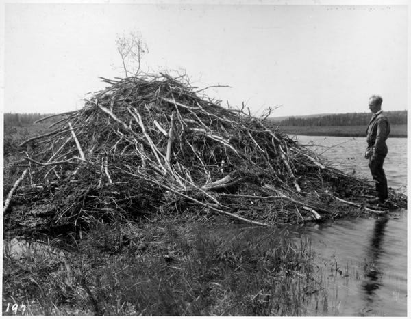 Fig. 22. Shelton, Alfred Cooper. “Beaver House, Frazier’s Angle, Gander Lake.” The Rooms Archive, VA 9–55, Newfoundland Tourist Development Board Photograph …