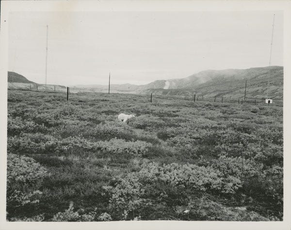 Fig. 23. Unknown. “Polar Bear on an Arctic Plain.” The Rooms Archive, A 10–96, Holloway Studio Collection, 1946.