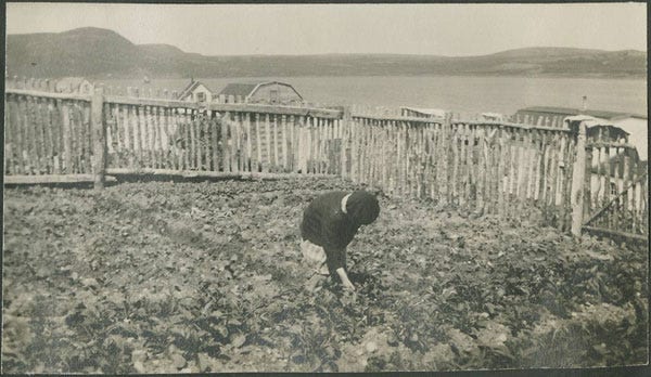 Fig. 25. Sears, Fred Coleman. “Woman Working in Vegetable Garden.” The Rooms Archive, VA 92–53, International Grenfell Association Photograph Collection, 1932.