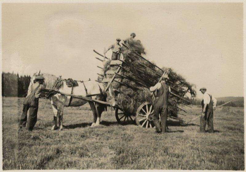 Fig. 27. Unknown. “Farmers Gathering Hay at Harricott, St. Mary’s Bay.” The Rooms Archive, VA 56–5.6, Newfoundland Rural Reconstruction Photographs, 1939–40.