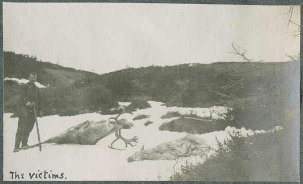 Fig. 28. Unknown. “The Victims: Caribou” The Rooms Archive, VA 118–49.6, International Grenfell Association Photograph Collection, 1908.