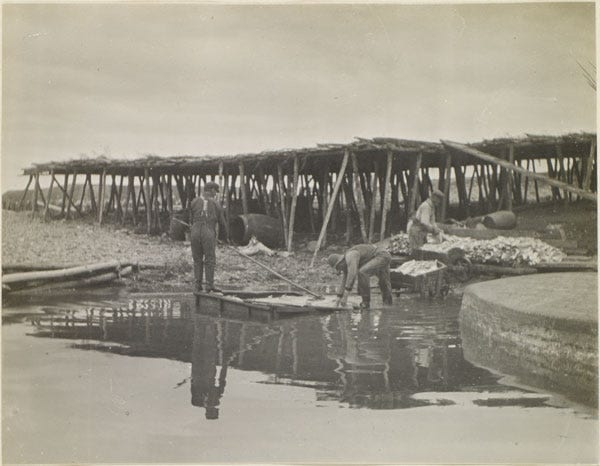 Fig. 30. Watson, Edith S. “Washing Fish, Ferryland” The Rooms Archive, LAC e010791426, Newfoundland Tourist Development Board Photograph Collection, ca. 1913.