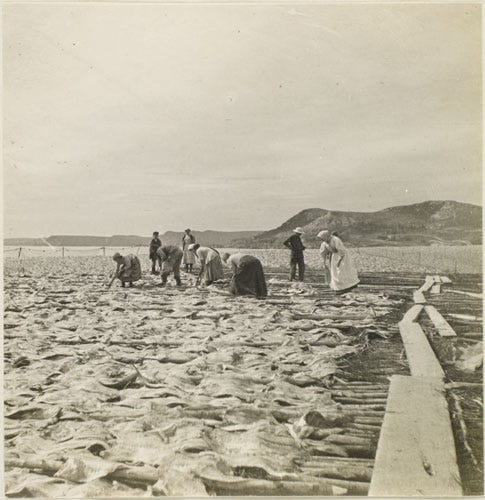 Fig. 31. Watson, Edith S. “Spreading fish, Ferryland” The Rooms Archive, LAC e010791425, Library and Archives Canada collection of Photographs, 1913.