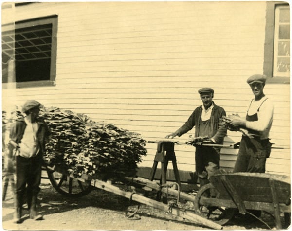 Fig. 32. Brooks, Betty Watt. “Men Culling Dried Fish.” The Rooms Archive, VA 6–78, Newfoundland Tourist Development Board Photograph Collection, ca. 1938.